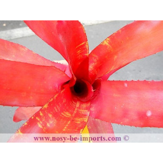 Neoregelia sp. "Sunrise"