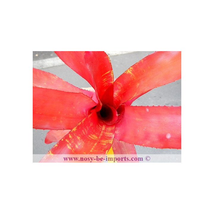 Neoregelia sp. "Sunrise"
