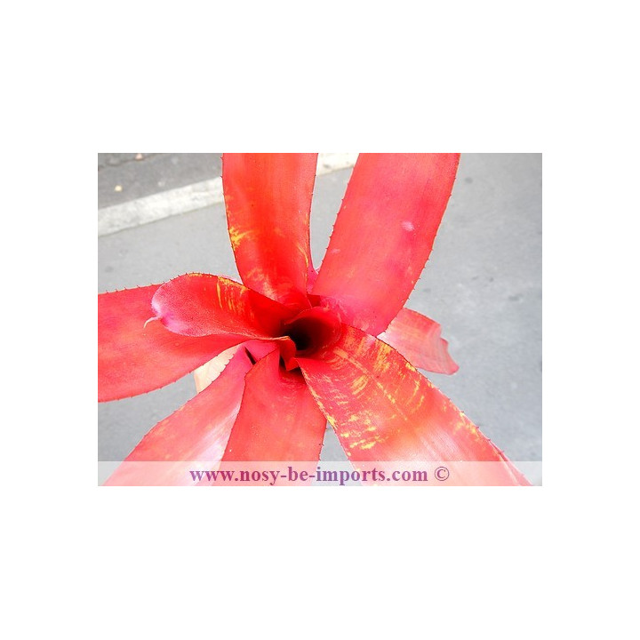 Neoregelia sp. "Sunrise"