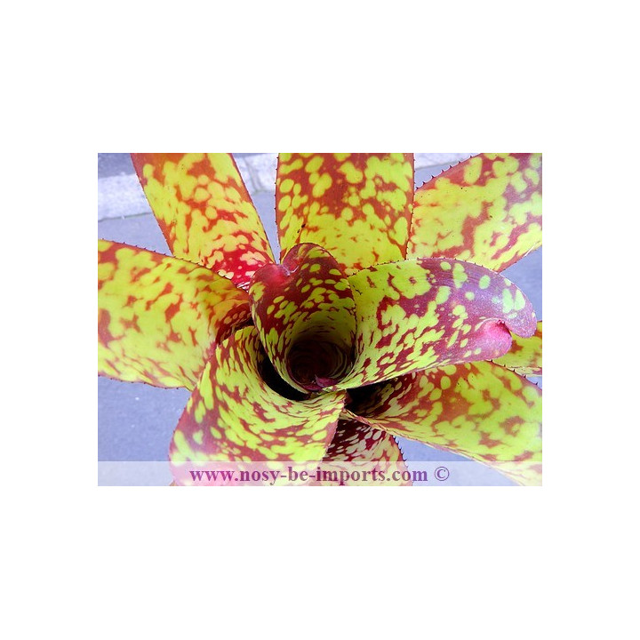 Neoregelia sp. "Tequila"