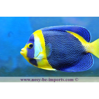 Chaetodontoplus duboulayi