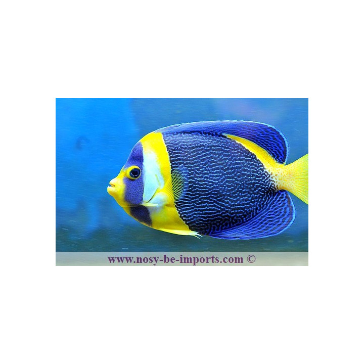 Chaetodontoplus duboulayi