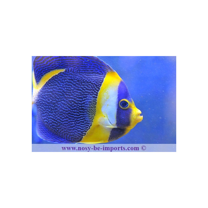 Chaetodontoplus duboulayi