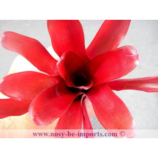 Neoregelia sp. "Super Fireball"