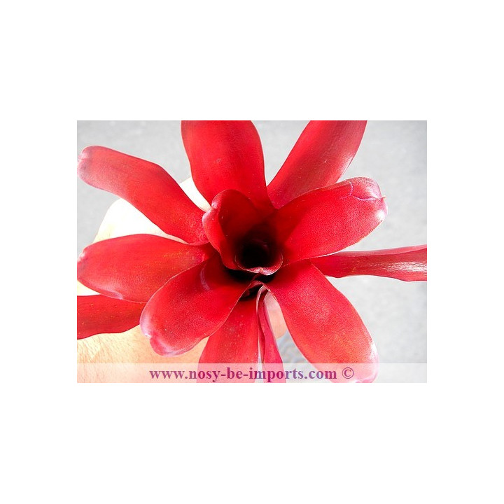 Neoregelia sp. "Super Fireball"