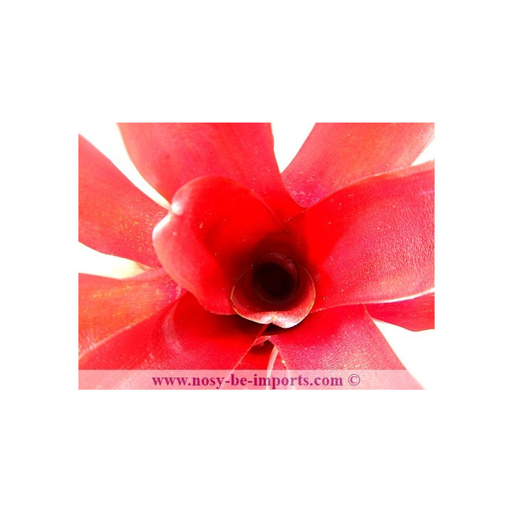Neoregelia sp. "Super Fireball"