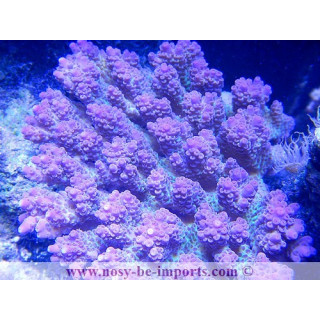 Acropora anthocercis