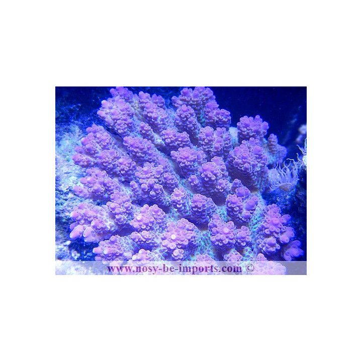 Acropora anthocercis