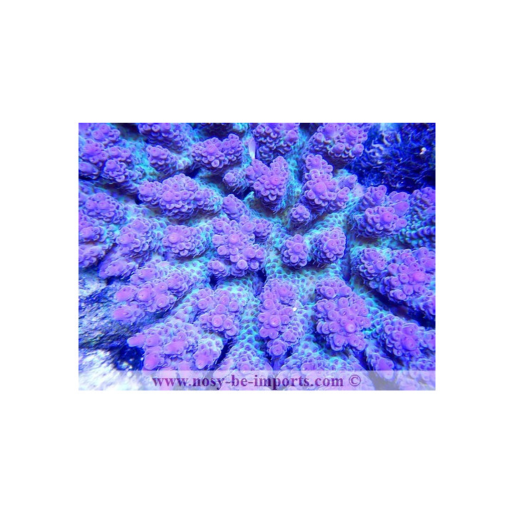 Acropora anthocercis