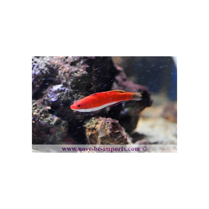 Cirrhilabrus rubeus