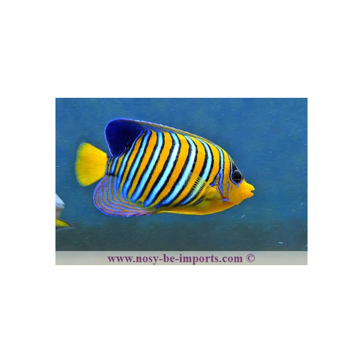 Pygoplites diacanthus