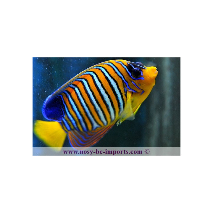 Pygoplites diacanthus