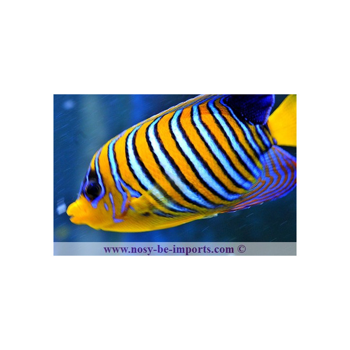 Pygoplites diacanthus