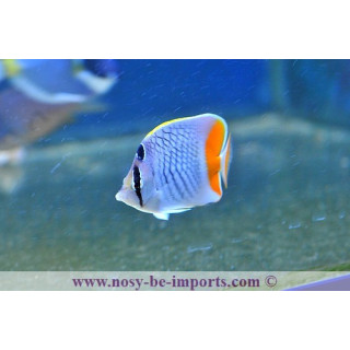 Chaetodon xanthurus