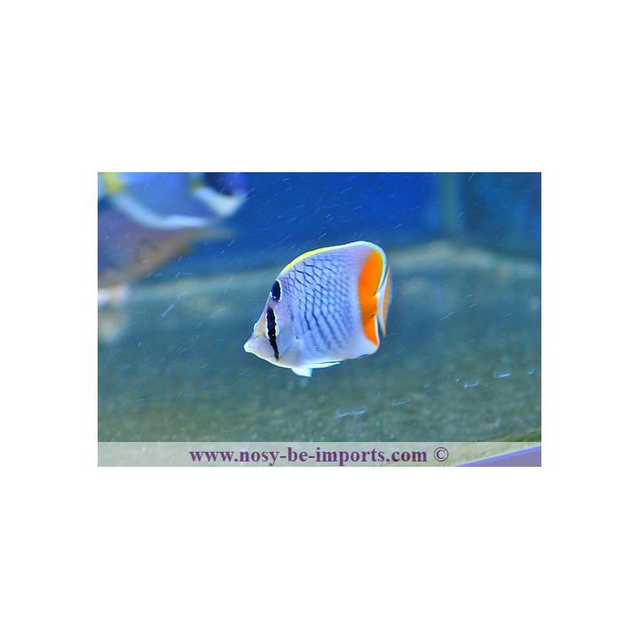 Chaetodon xanthurus