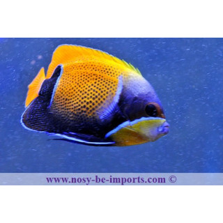 Pomacanthus navarchus