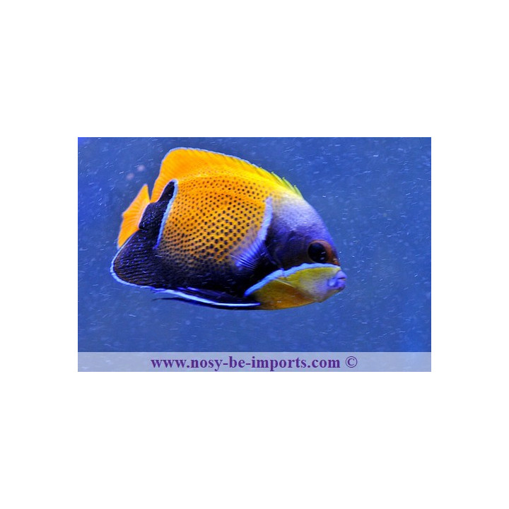 Pomacanthus navarchus