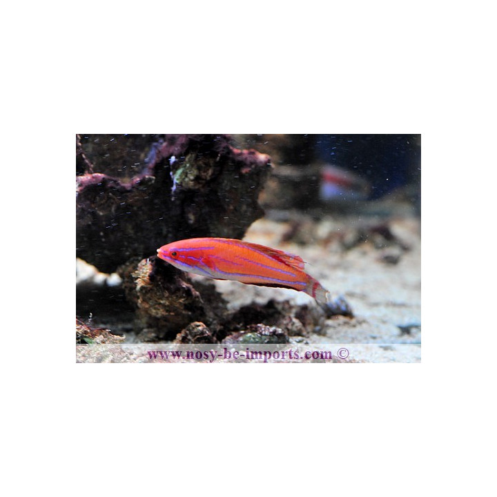 Paracheilinus mccoskeri