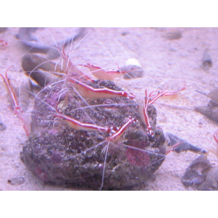 Lysmata amboinensis - Crevette eau de mer - Aquarium sur mesure