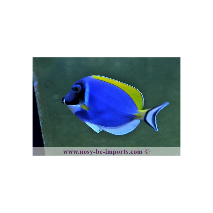 Acanthurus leucosternon