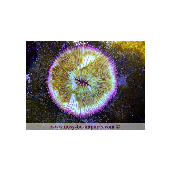 cycloseris 