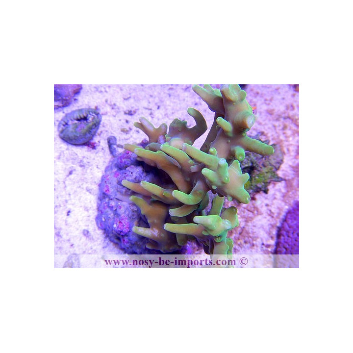 Acropora suharsonoi - Coraux VPC - aquarium sur mesure
