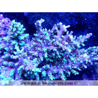 Acropora horrida