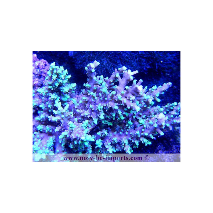 Acropora horrida