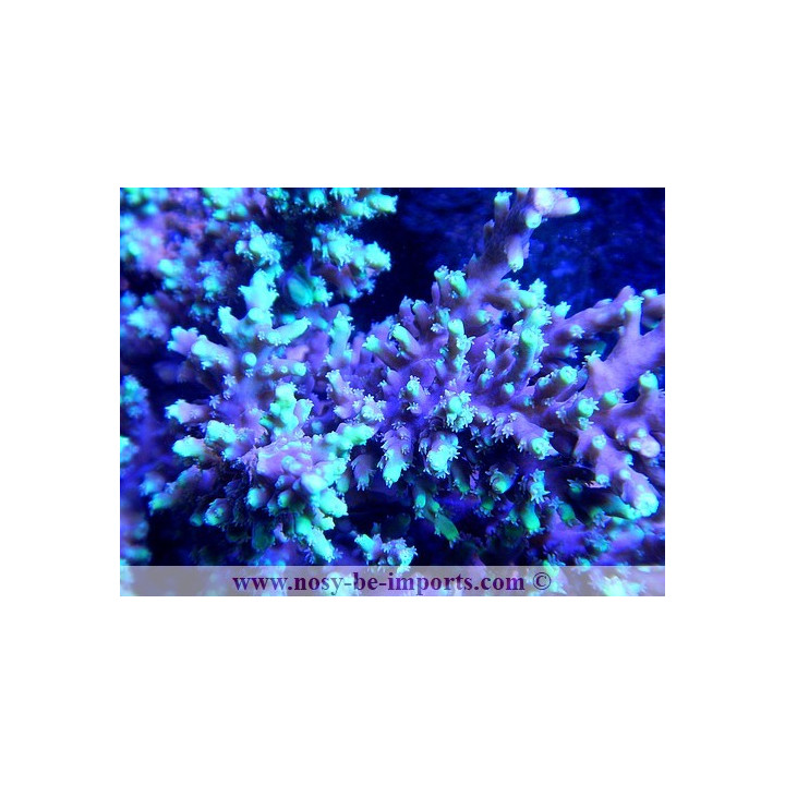 Acropora horrida