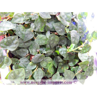 Ficus colombia