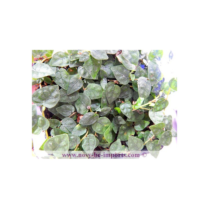 Ficus colombia