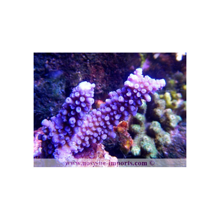 Acropora hoeksemai