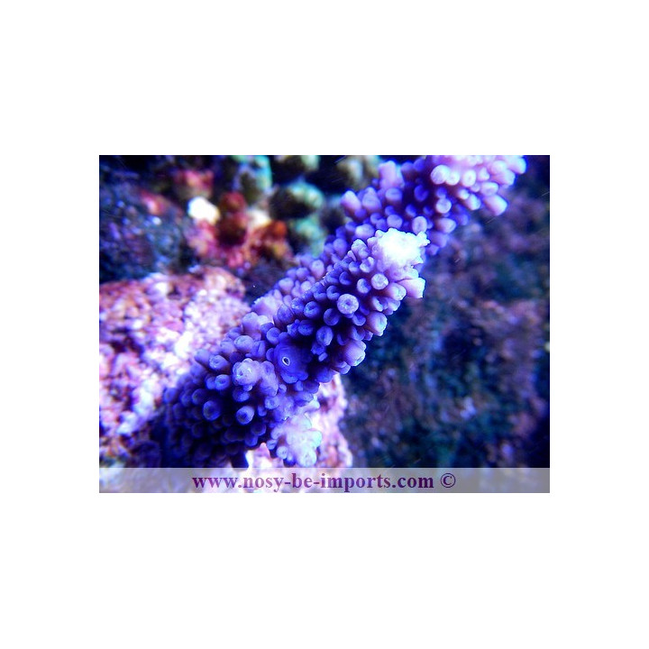 Acropora hoeksemai