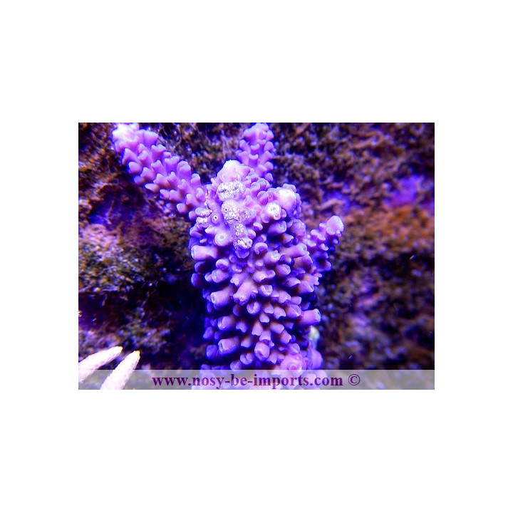 Acropora hoeksemai