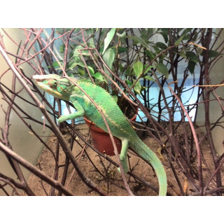 Furcifer pardalis Nosy Be