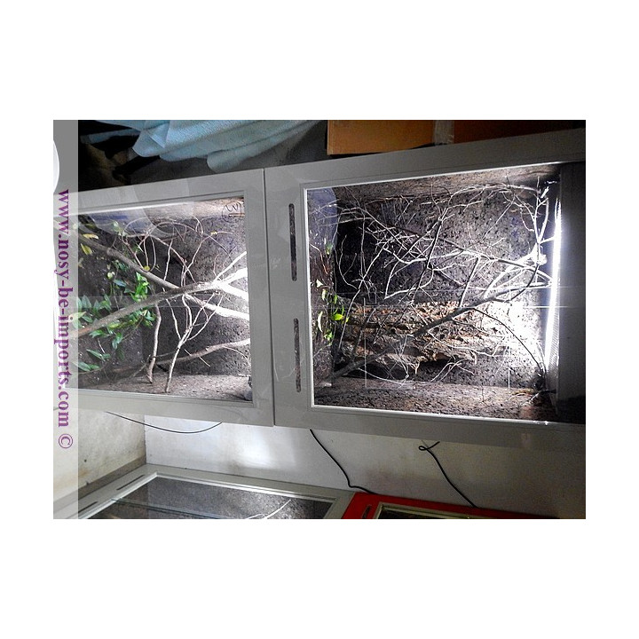 Terrarium PVC sur mesure