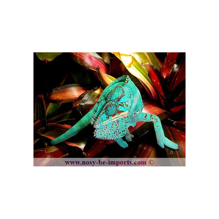 Furcifer pardalis Nosy Be True Blue