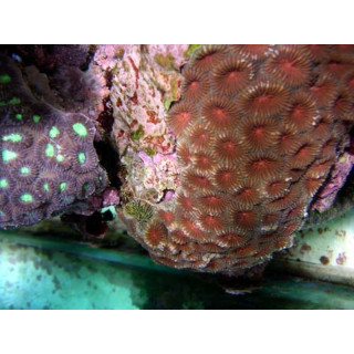 Favia sp. rouge