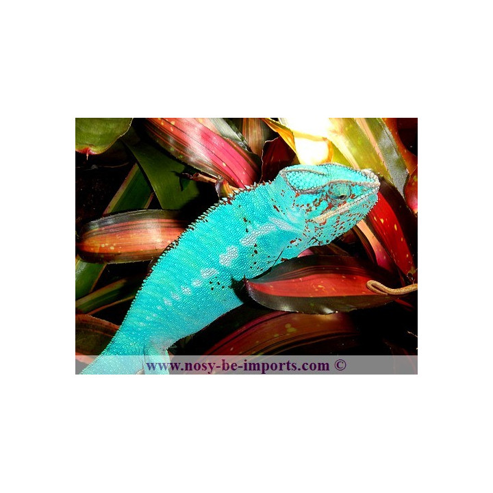 Furcifer pardalis Nosy Be True Blue