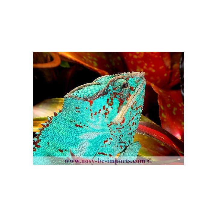Furcifer pardalis Nosy Be True Blue