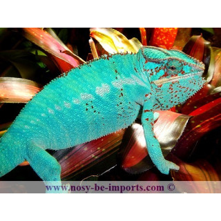 Furcifer pardalis Nosy Be True Blue