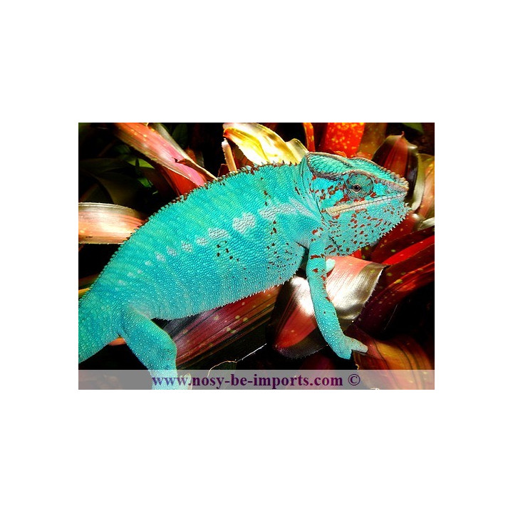 Furcifer pardalis Nosy Be True Blue