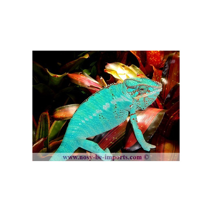 Furcifer pardalis Nosy Be True Blue