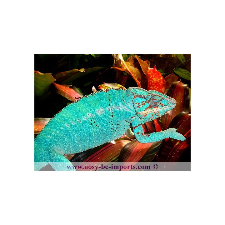 Furcifer pardalis Nosy Be True Blue
