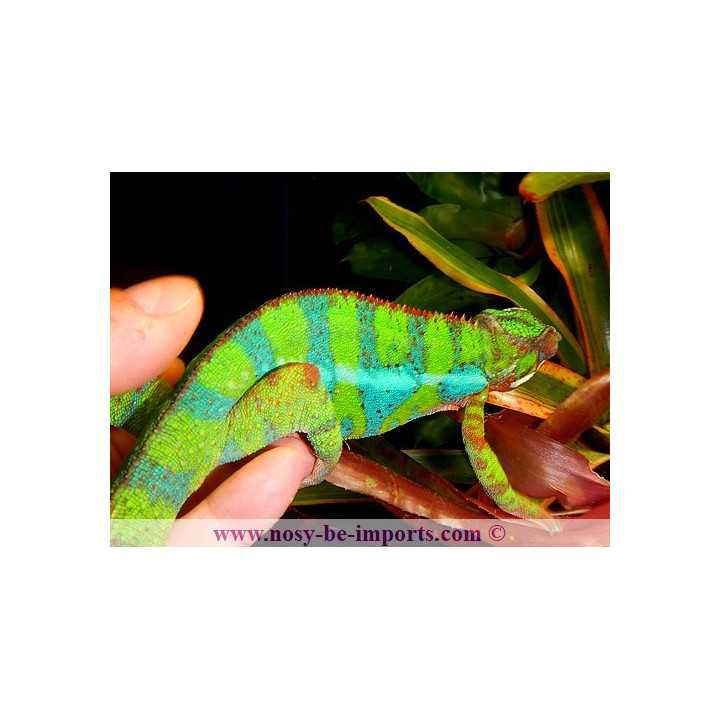 Furcifer pardalis Ambilobe blue bar