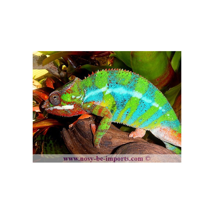 Furcifer pardalis Ambilobe blue bar
