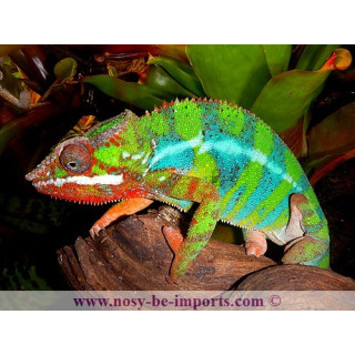 Furcifer pardalis Ambilobe blue bar