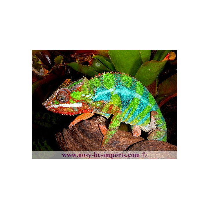 Furcifer pardalis Ambilobe blue bar