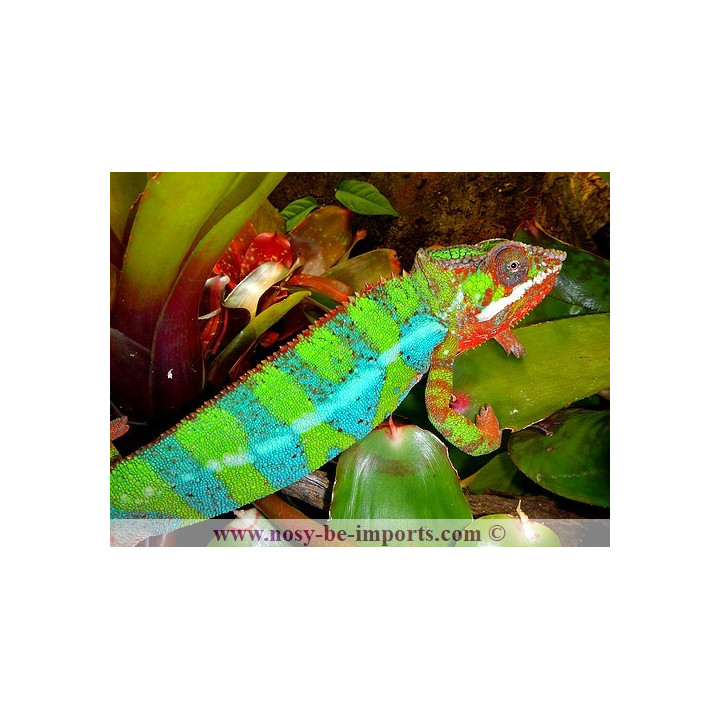 Furcifer pardalis Ambilobe blue bar