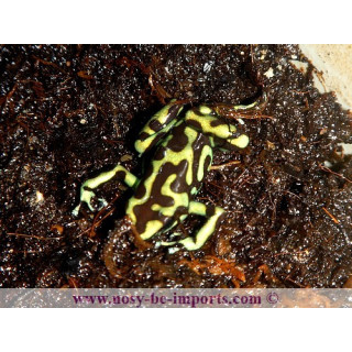 Dendrobates auratus reticulatus